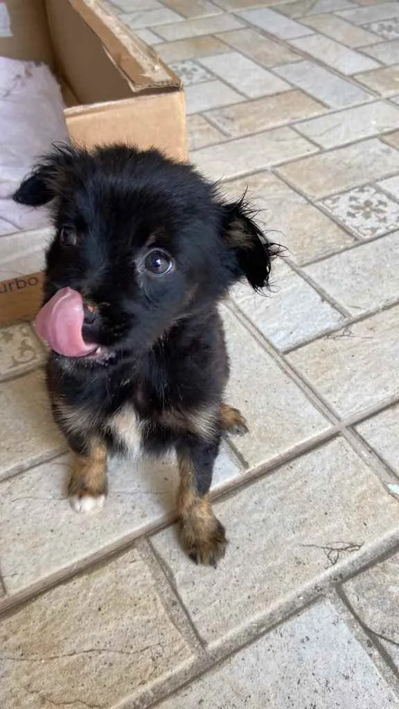 Cachorro ra a Vira lata  idade Abaixo de 2 meses nome Sem nome 