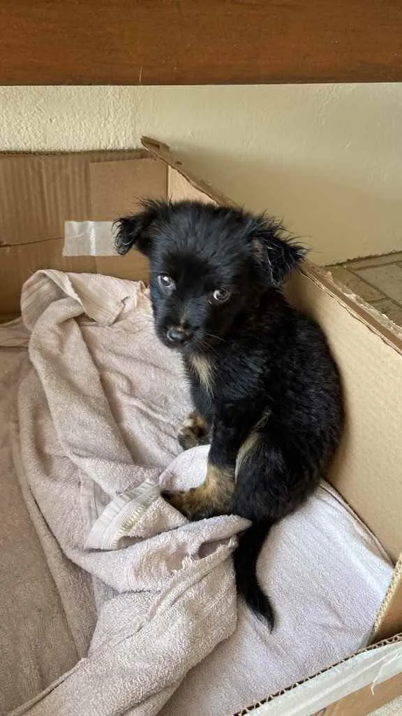 Cachorro ra a Vira lata  idade Abaixo de 2 meses nome Sem nome 