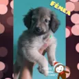 Cachorro raça  idade 2 a 6 meses nome Jhuly 