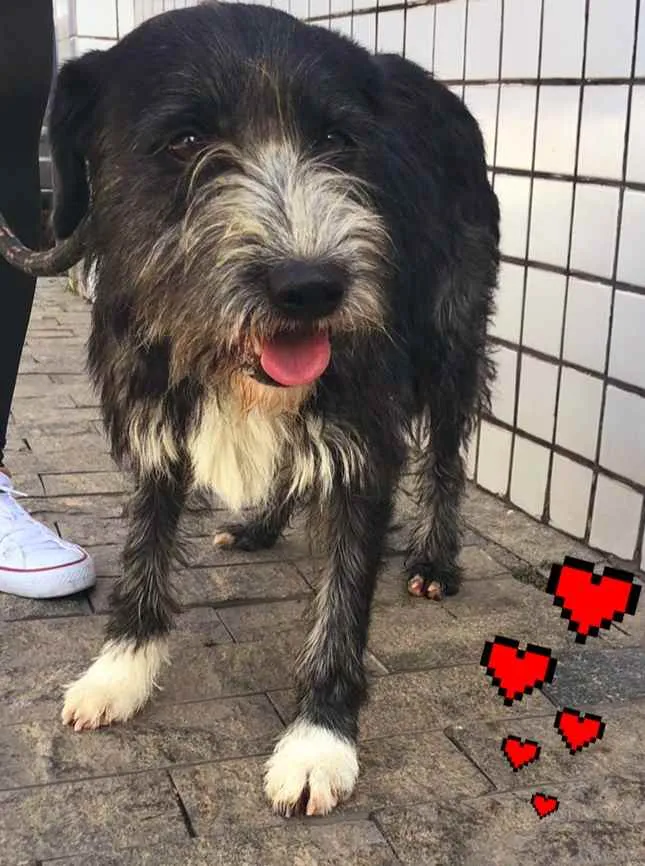 Cachorro ra a Srd idade 1 ano nome Cascão 