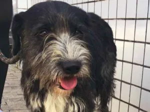 Cachorro raça Srd idade 1 ano nome Cascão 