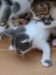 Vários gatinhos