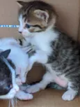 Vários gatinhos