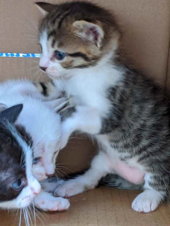 Gato ra a Não sei idade Abaixo de 2 meses nome Vários gatinhos