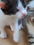 Vários gatinhos