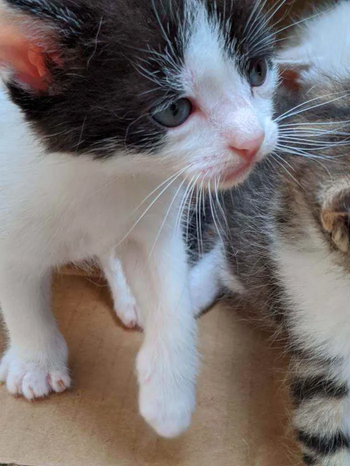 Gato ra a Não sei idade Abaixo de 2 meses nome Vários gatinhos