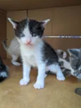 Vários gatinhos