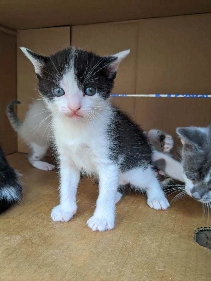 Gato ra a Não sei idade Abaixo de 2 meses nome Vários gatinhos