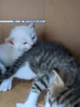 Vários gatinhos