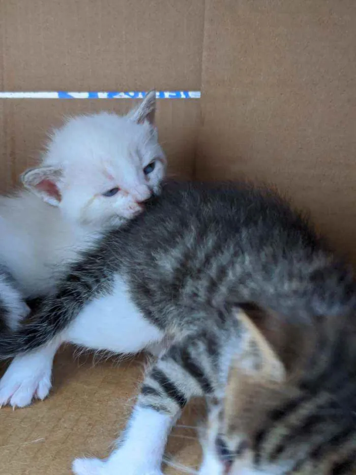 Gato ra a Não sei idade Abaixo de 2 meses nome Vários gatinhos