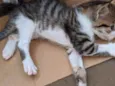 Vários gatinhos