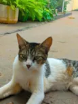 Miau