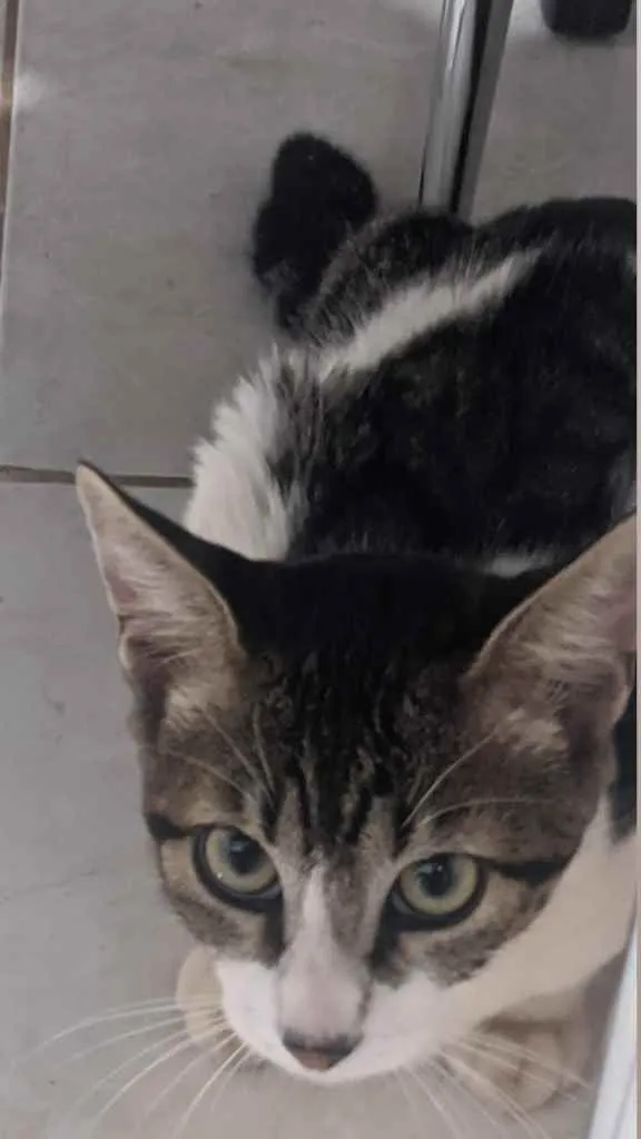 Gato ra a Não sei idade 7 a 11 meses nome Miau