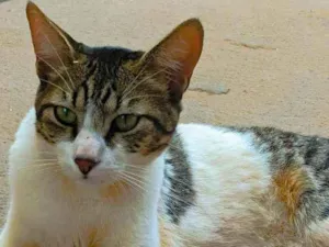 Gato raça Não sei idade 7 a 11 meses nome Miau