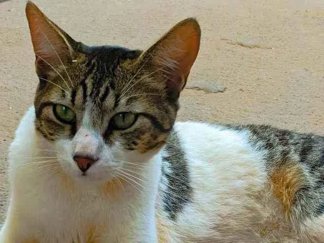Gato ra a Não sei idade 7 a 11 meses nome Miau