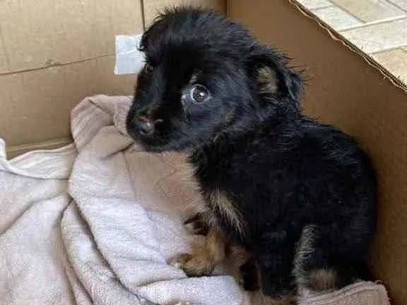 Cachorro ra a Vira lata  idade Abaixo de 2 meses nome Sem nome 