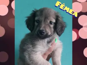 Cachorro raça  idade 2 a 6 meses nome Jhuly 