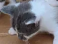 Vários gatinhos