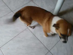 Cachorro raça Bincol idade 2 a 6 meses nome Noha e mel