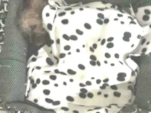 Cachorro raça Liaza com chitzu idade 2 a 6 meses nome Koda