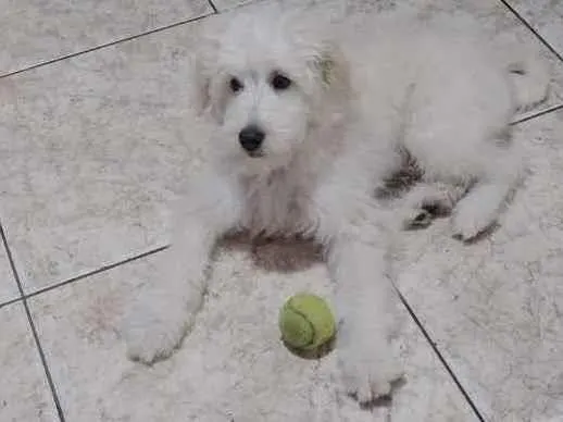 Cachorro raça Mestiço de poodle idade 2 a 6 meses nome Lupy