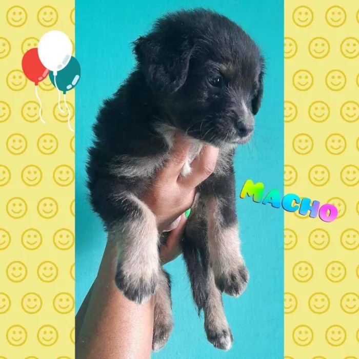 Cachorro raça SRD idade Abaixo de 2 meses nome Filhotes para Adoção