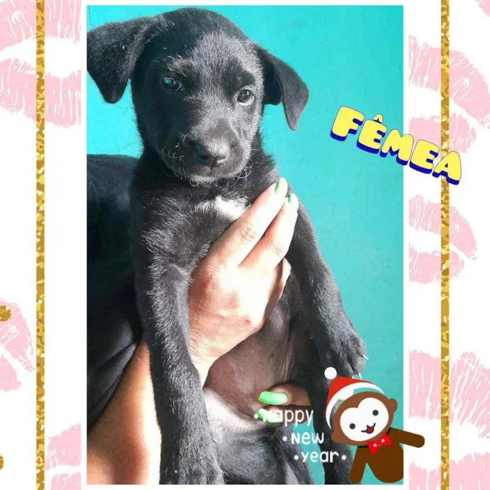 Filhotes para Adoção