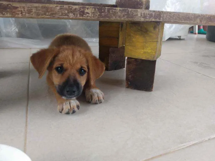 Cachorro ra a Vira latinha idade 2 a 6 meses nome Não tem 
