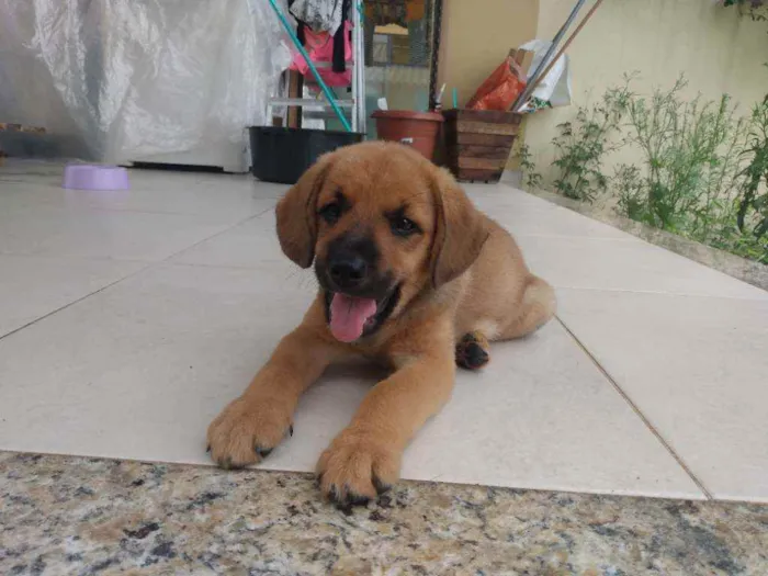 Cachorro ra a Vira latinha idade 2 a 6 meses nome Não tem 