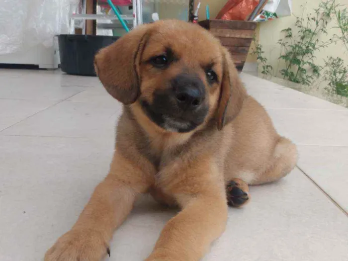 Cachorro ra a Vira latinha idade 2 a 6 meses nome Não tem 