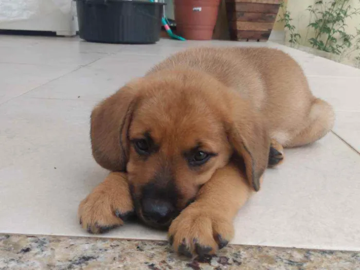 Cachorro ra a Vira latinha idade 2 a 6 meses nome Não tem 
