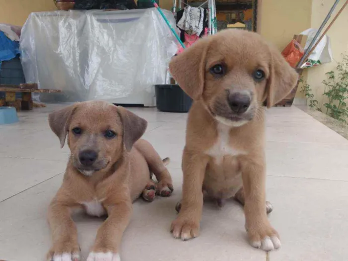 Cachorro ra a Vira latinha idade 2 a 6 meses nome Não tem 