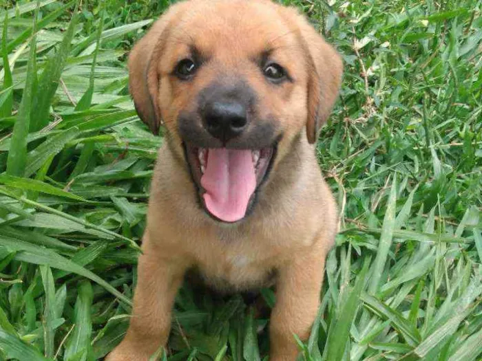 Cachorro ra a Vira latinha idade 2 a 6 meses nome Não tem 