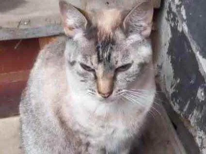 Gato raça Srd  idade 1 ano nome Miss Tippy urgente 