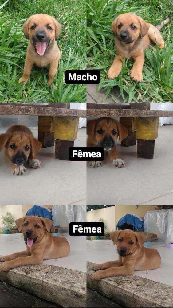 Cachorro ra a Vira latinha idade 2 a 6 meses nome Não tem 