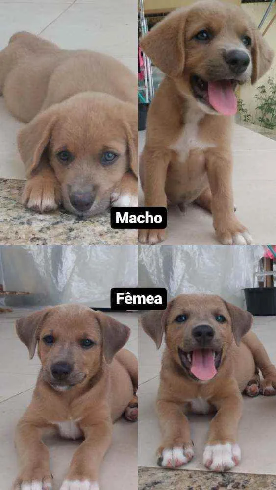 Cachorro ra a Vira latinha idade 2 a 6 meses nome Não tem 