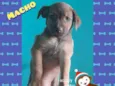 Cachorro raça SRD idade Abaixo de 2 meses nome Filhotes para Adoção