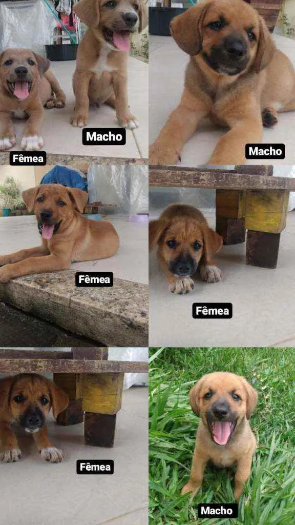 Cachorro ra a Vira latinha idade 2 a 6 meses nome Não tem 