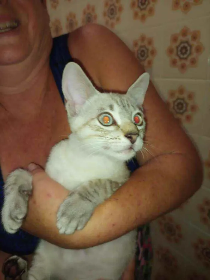 Gato raça Tem características de persa idade 2 a 6 meses nome Tom