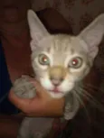 Tom
