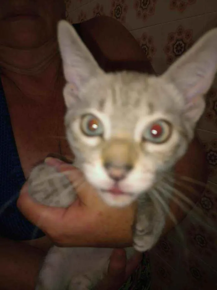 Gato raça Tem características de persa idade 2 a 6 meses nome Tom