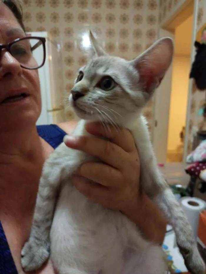 Gato raça Tem características de persa idade 2 a 6 meses nome Tom