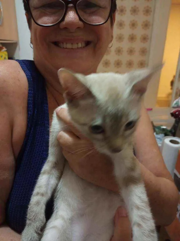 Gato raça Tem características de persa idade 2 a 6 meses nome Tom