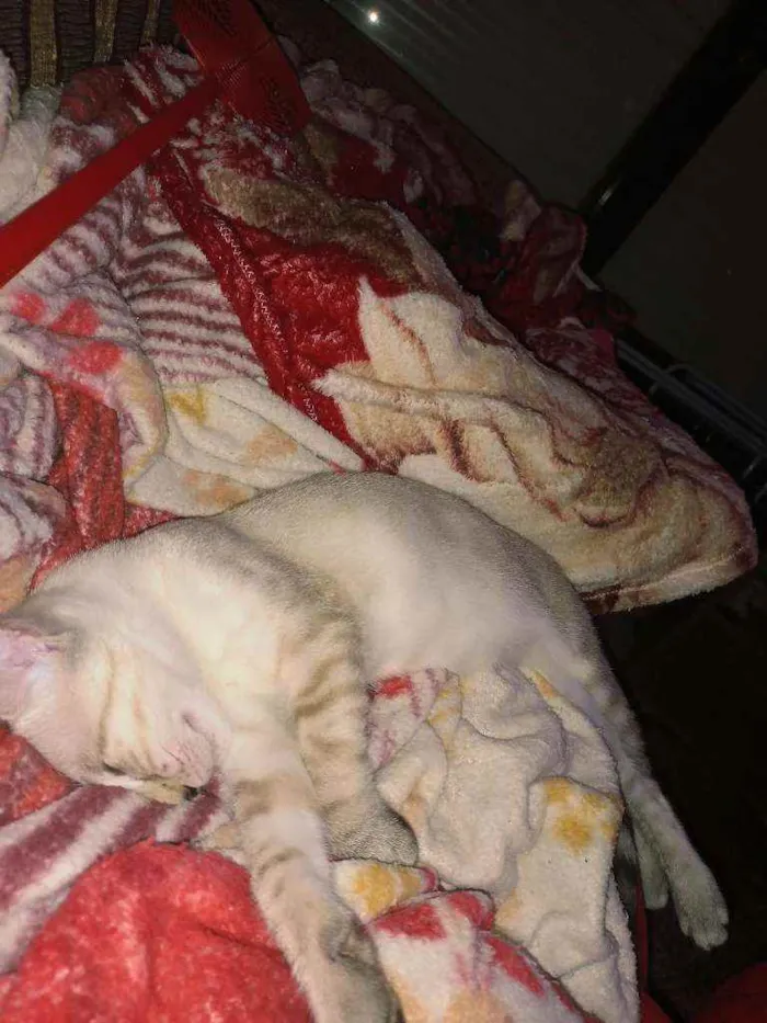 Gato raça Tem características de persa idade 2 a 6 meses nome Tom