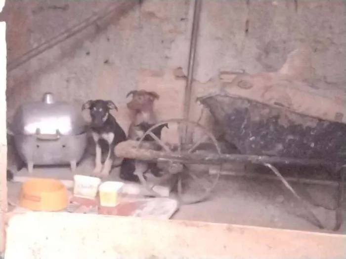 Cachorro ra a Misturada idade Abaixo de 2 meses nome Teela, T'challa e Ge