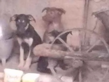 Cachorro ra a Misturada idade Abaixo de 2 meses nome Teela, T'challa e Ge
