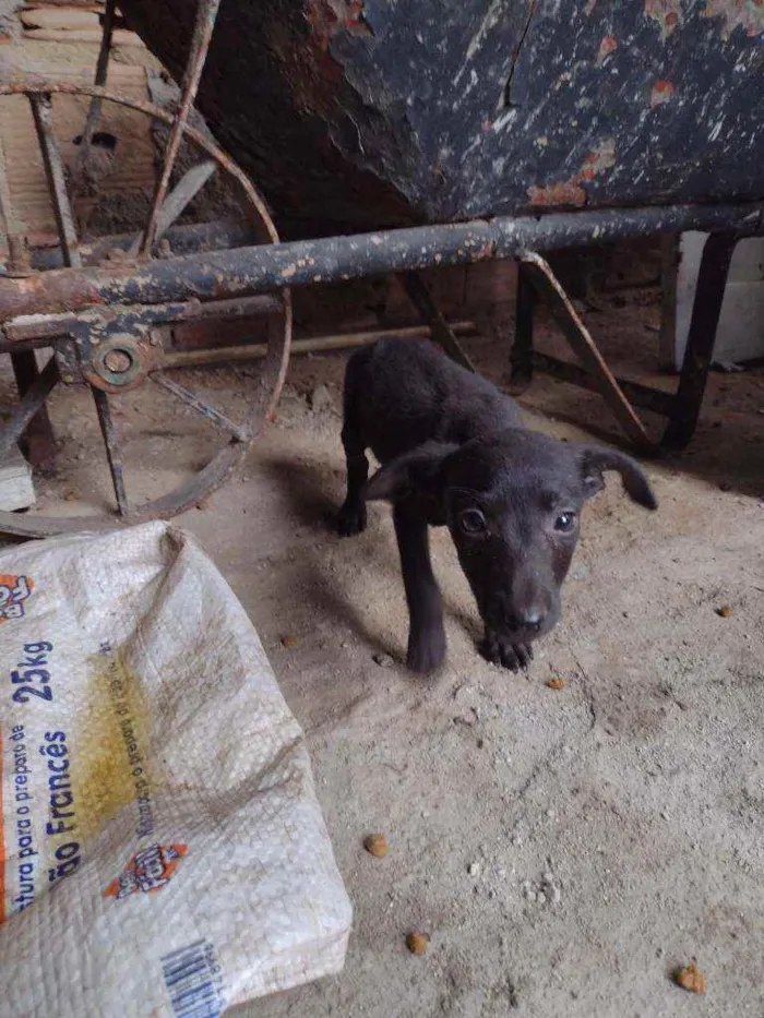 Cachorro ra a Misturada idade Abaixo de 2 meses nome Teela, T'challa e Ge
