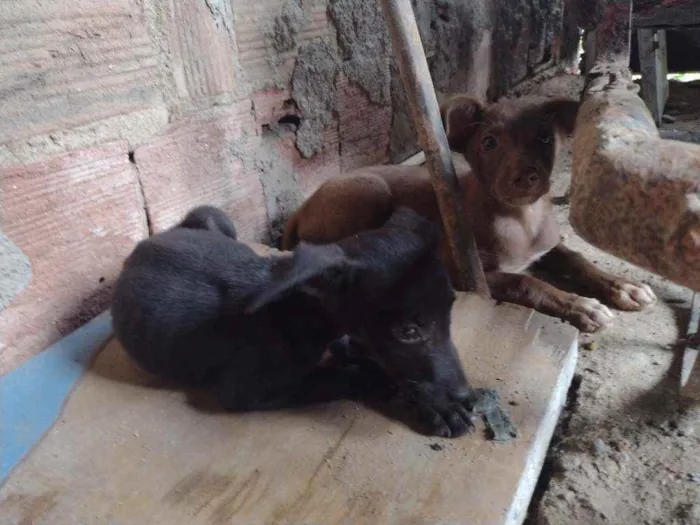 Cachorro ra a Misturada idade Abaixo de 2 meses nome Teela, T'challa e Ge