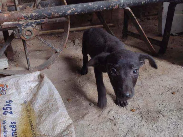 Cachorro ra a Misturada idade Abaixo de 2 meses nome Teela, T'challa e Ge