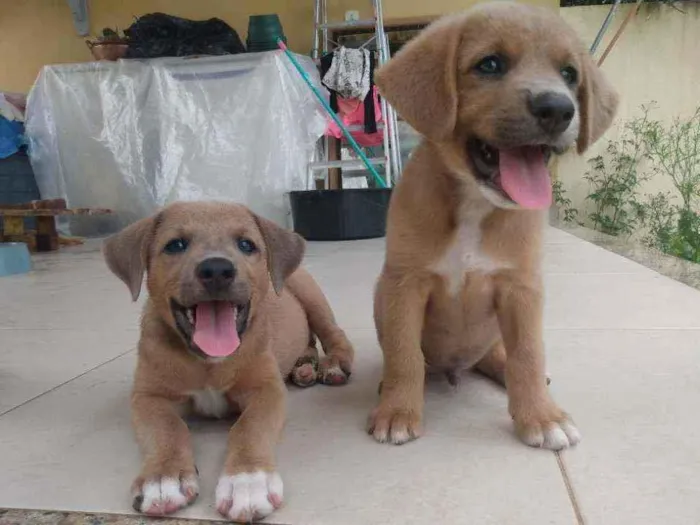 Cachorro ra a Vira latinha idade 2 a 6 meses nome Não tem 